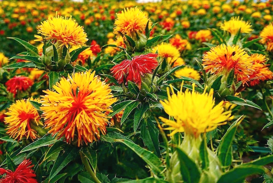 fiori per olio di cartamo capelli